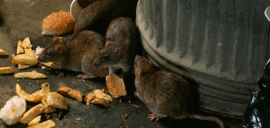 Ratten
