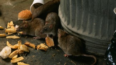 Ratten
